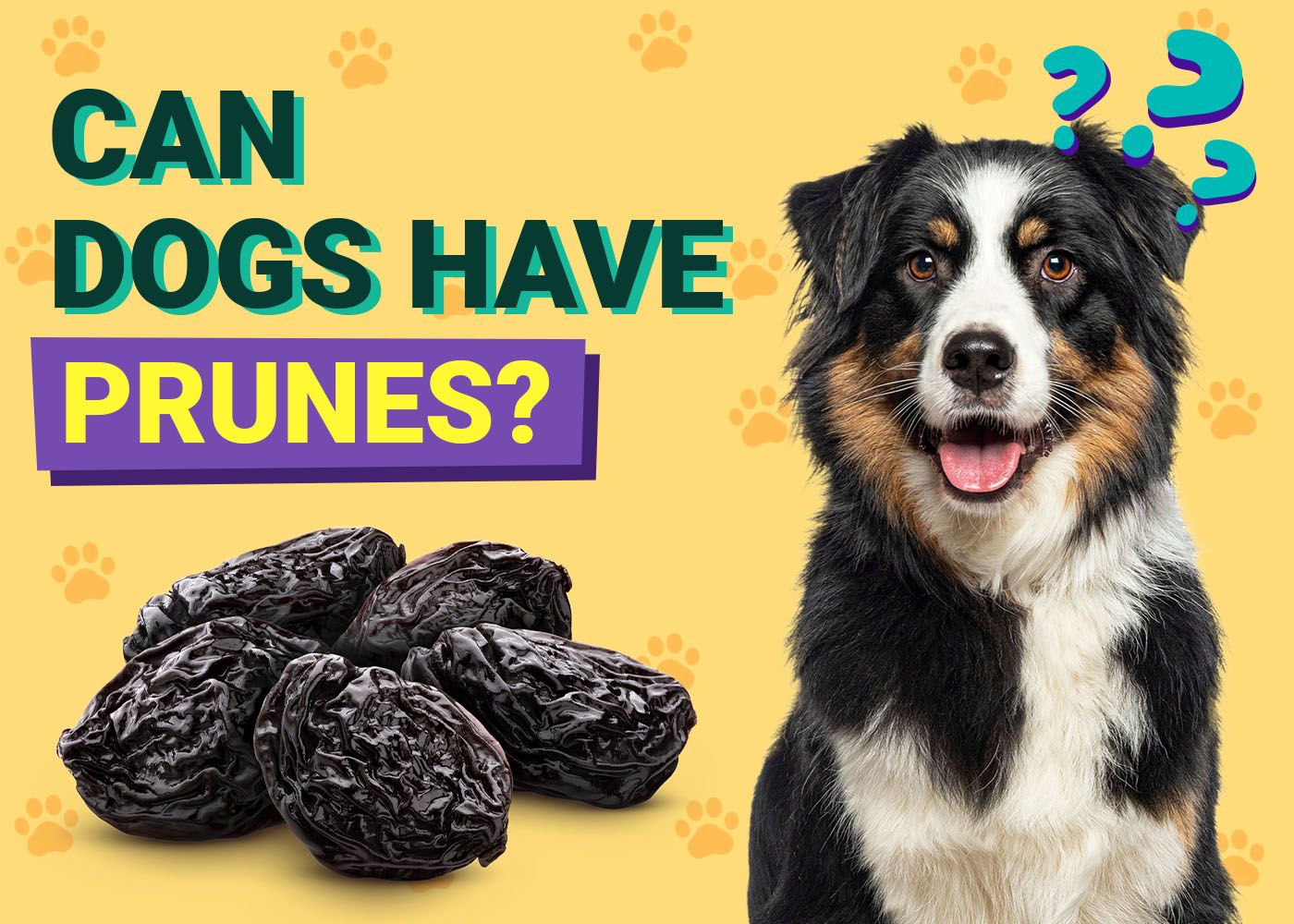 Dogster-Can-Dogs-Have-Prunes