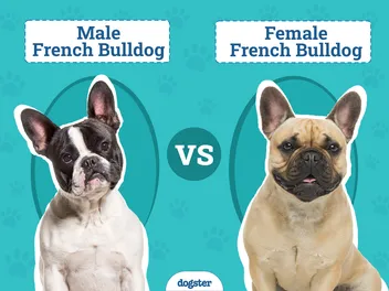 Male vs Female French Bulldog: The Key Differences (With Pictures)