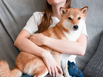 Are Shiba Inu Good With Kids? Pros, Cons & Introduction Tips