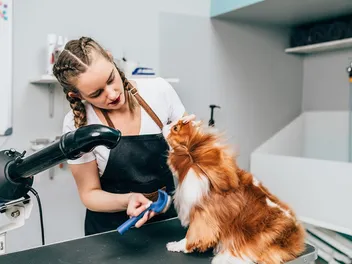 How to Groom a Cavalier King Charles Spaniel: 8 Vet-Verified Tips