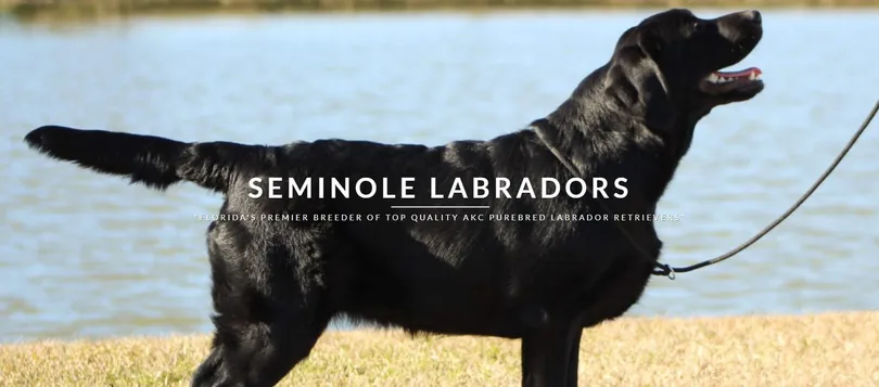 Seminole Labradors