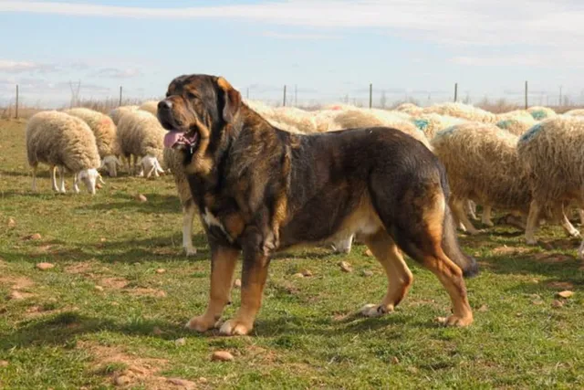 Spanish Mastiff: Dog Breed Info, Pictures, Care, Traits & More
