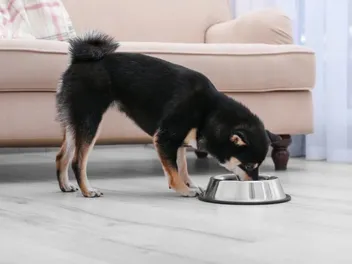 Sources of Omega-3 for Dogs & How Much They Need Daily (Vet Approved)