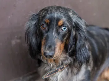 Do Dachshunds Shed a Lot? Vet-Verified Facts & FAQ