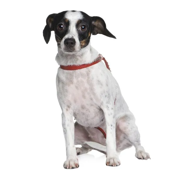 cavajack dog in white background
