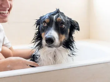 10 Best Shampoos for Border Collies in 2026: Reviews & Top Picks