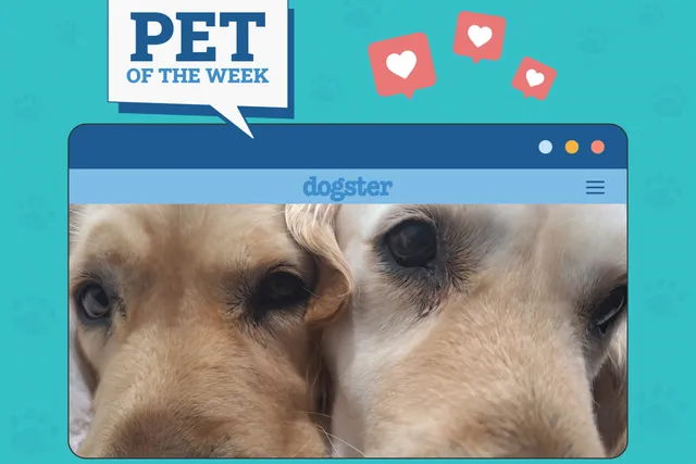 Dogster Photo Contest: Dogs of the Week Winners (Mar 6, 2025)
