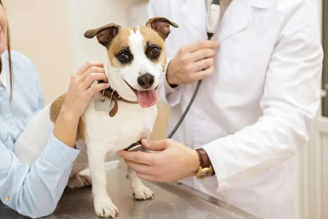 How Many Hearts Do Dogs Have? Vet-Verified Anatomy Facts
