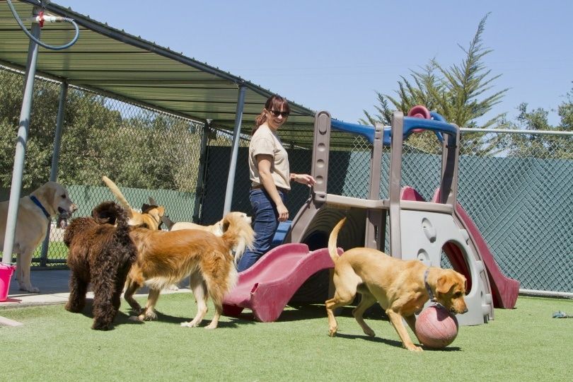 Pet boarding