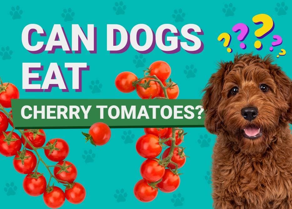 Can Dogs Eat_cherry tomatoes