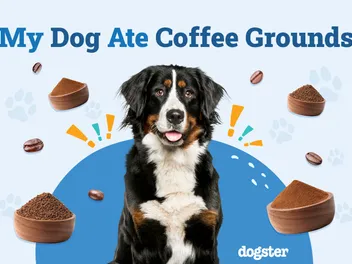My Dog Ate Coffee Grounds: What Should I Do? Our Vet Answers