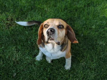 Cleft Palate in Dogs: Vet-Reviewed Signs, Causes & Treatment Options