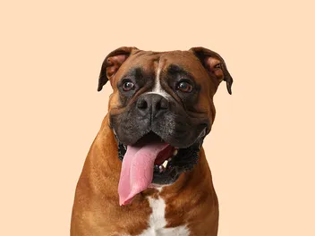 How Long Do Boxers Live? Vet-Verified Average Lifespan, Data & Care