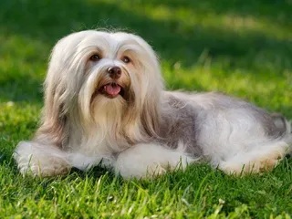 How Long Do Havanese Live? Vet-Reviewed Average Lifespan, Data & Care Guide