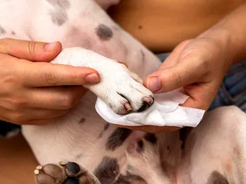 How to Clean Dog Paws: 8 Vet-Approved Steps (With Infographic)