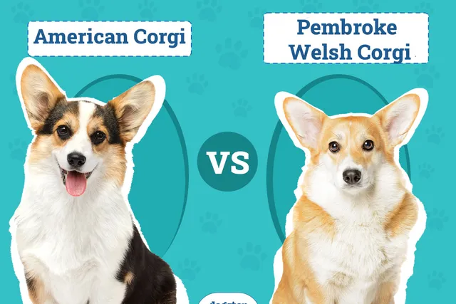 American Corgi vs Pembroke Welsh Corgi: How to Tell Them Apart