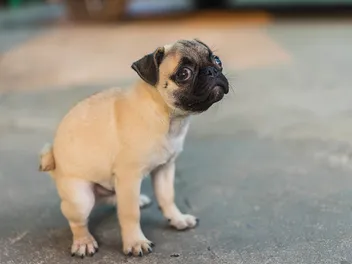 How to Potty Train a Pug: 10 Vet-Reviewed Tips & Tricks