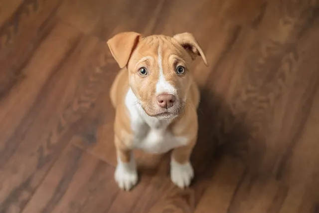 How To Train a Pitbull Puppy Not to Bite: 8 Vet-Approved Tips