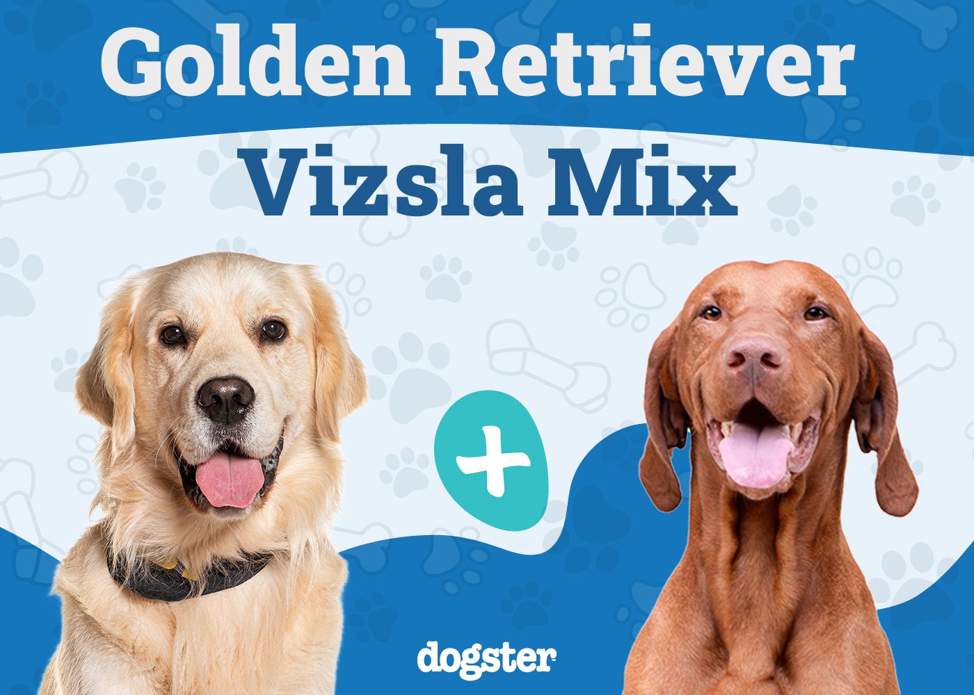 Golden Retriever Vizsla Mix