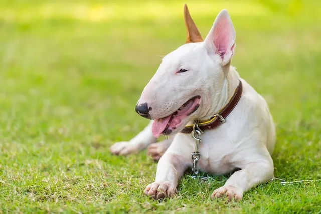 What Were Bull Terriers Bred For? History & FAQ