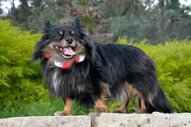 Papitese (Papillon Maltese Mix): Info, Pictures, Care & More