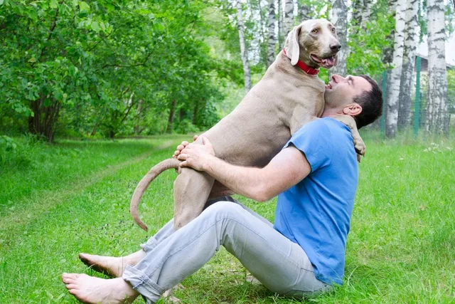 Why Is My Weimaraner So Clingy? Vet-Reviewed Facts & FAQ