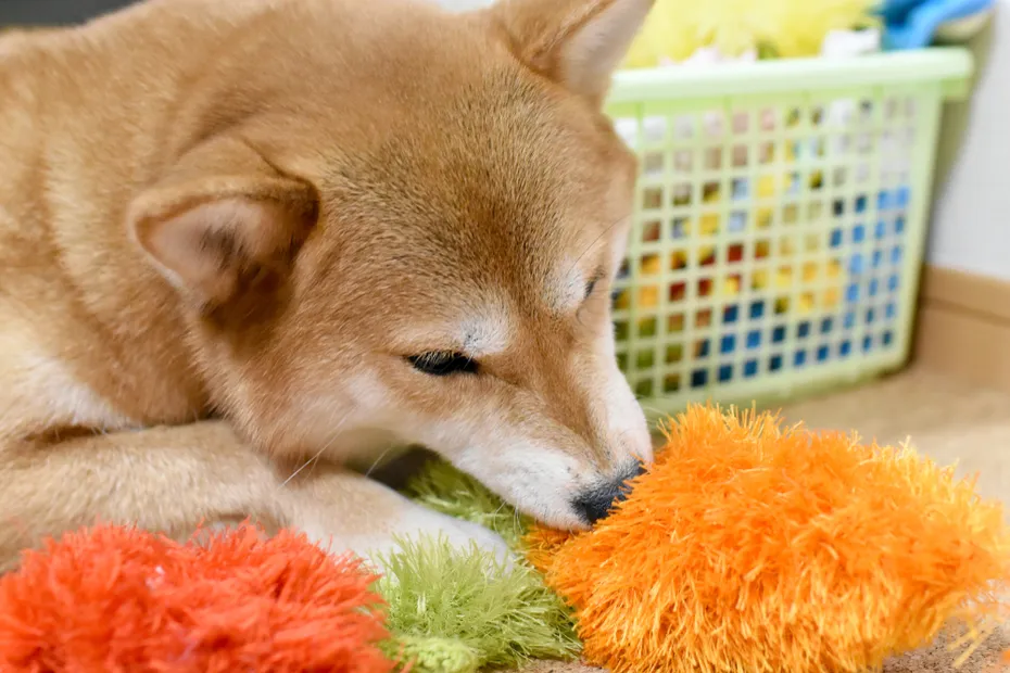 shiba inu toy play