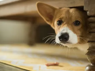 What Are Dogs Afraid Of? 10 Vet-Reviewed Fears in Pups