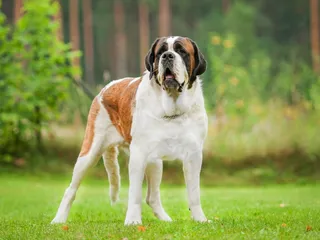 20 Tallest Dog Breeds: Info, Pictures, History & More