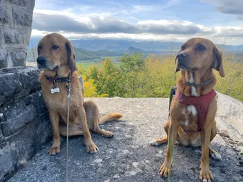 Dating with Dogs: A Recipe For Disaster