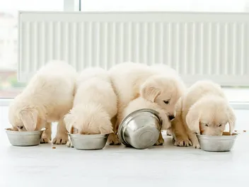 How Often Should Puppies Eat? Vet-Approved Guide & Scheduling