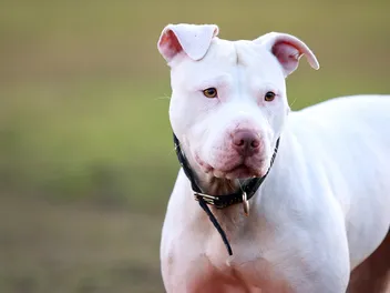 13 Amazing Pit Bull Colors & Patterns (With Info & Pictures)