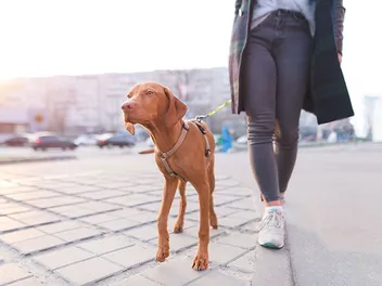 How to Train a Vizsla: 8 Vet-Approved Tips & Tricks