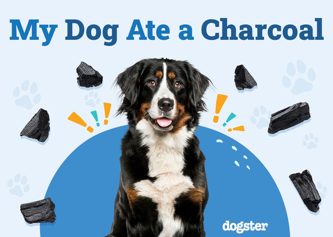 My Dog Ate Charcoal