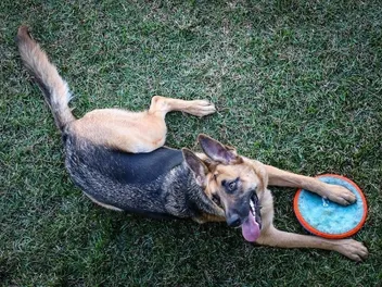 11 Best Games to Play with Your German Shepherd: Fun Activities You Can Do Today