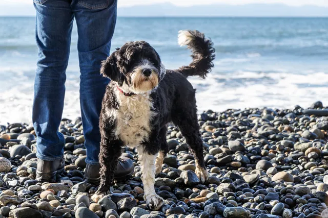 Beach Vacationing With Dogs: 12 Tips to Make It Amazing