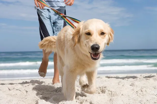 Top 4 Dog Friendly Beaches in Wilmington, NC 2026: Off & On Leash Places to Go