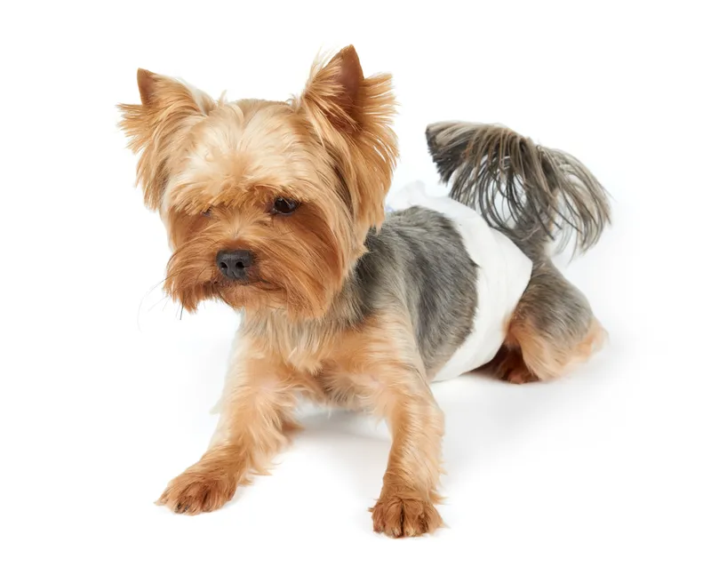 Male Yorkshire Terrier in dog diapers