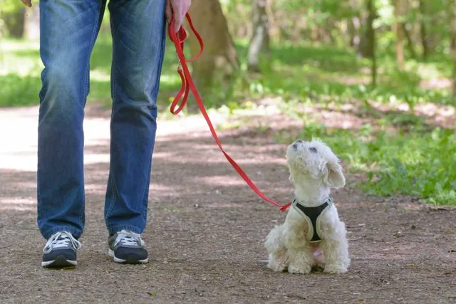 Walk Your Dog Month 2026: When It Is & How to Celebrate