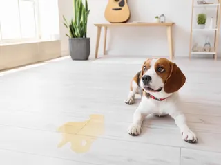 My Dog Is Regressing in Potty Training, How Do I Help? Vet-Approved Tips
