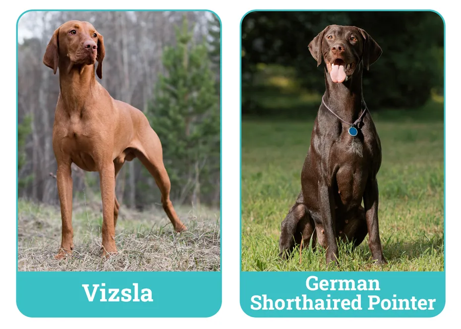 Vizsla vs. German Shorthaired Pointer