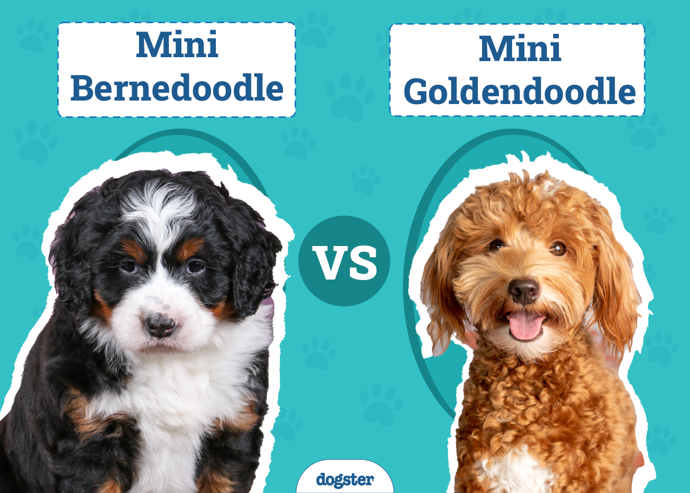 Mini Bernedoodle vs. Mini Goldendoodle: