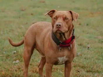 Can a Pitbull Be a Service Dog? Facts & FAQ