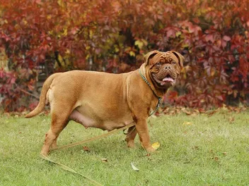 Is My Dog Pregnant? 9 Vet-Verified Signs to Look For