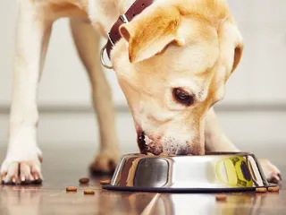 How Much Food to Feed a Lab: Feeding Guide & Nutritional Tips