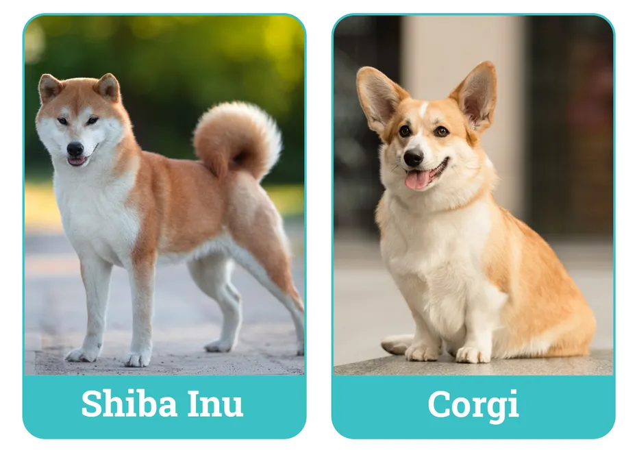 Shiba Inu Vs Corgi Side By Side