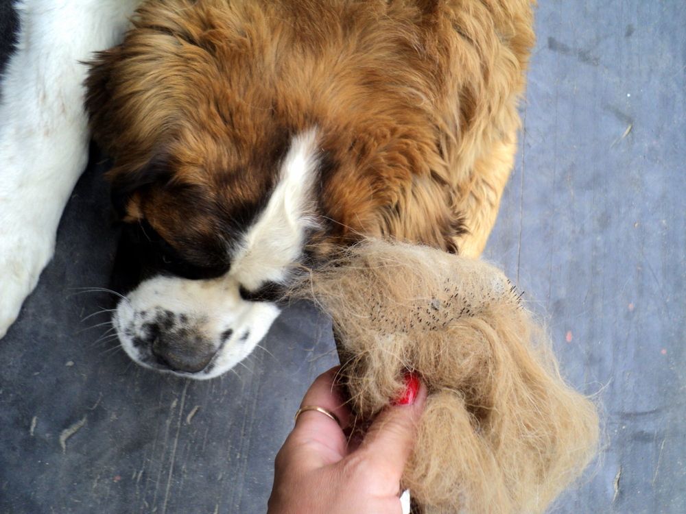 shedded hair of a saint bernard dog