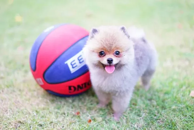 How Smart Are Pomeranians? Breed Traits & Intelligence