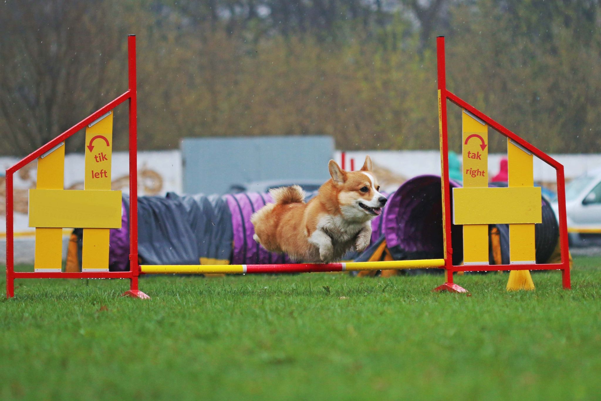 welsh corgi jumping
