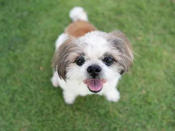 Why Does a Shih Tzu Snort? 10 Vet Reviewed Reasons